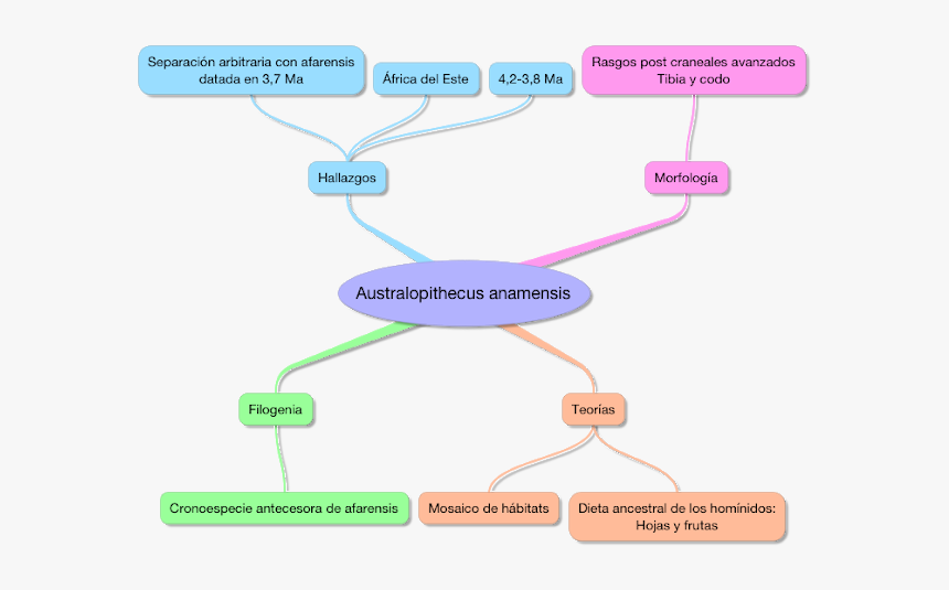 Image - Australopithecus Afarensis Mapa Conceptual, HD Png Download, Free Download