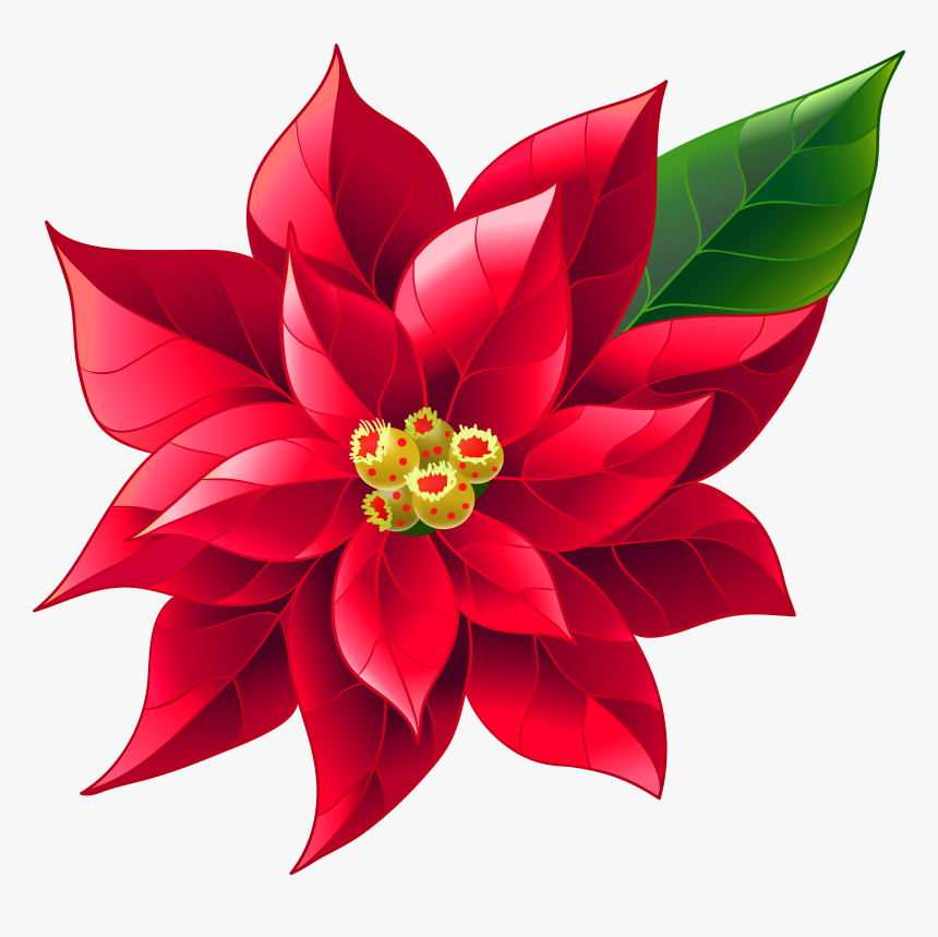 Xmas Poinsettia Png Clip, Transparent Png, Free Download