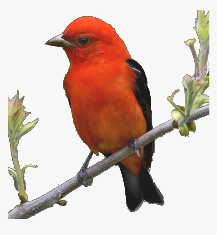 Summer Tanager, HD Png Download, Free Download