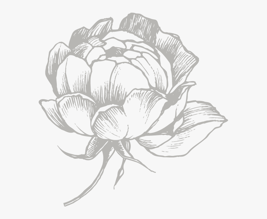 Rose Illustration - Illustration, HD Png Download - kindpng