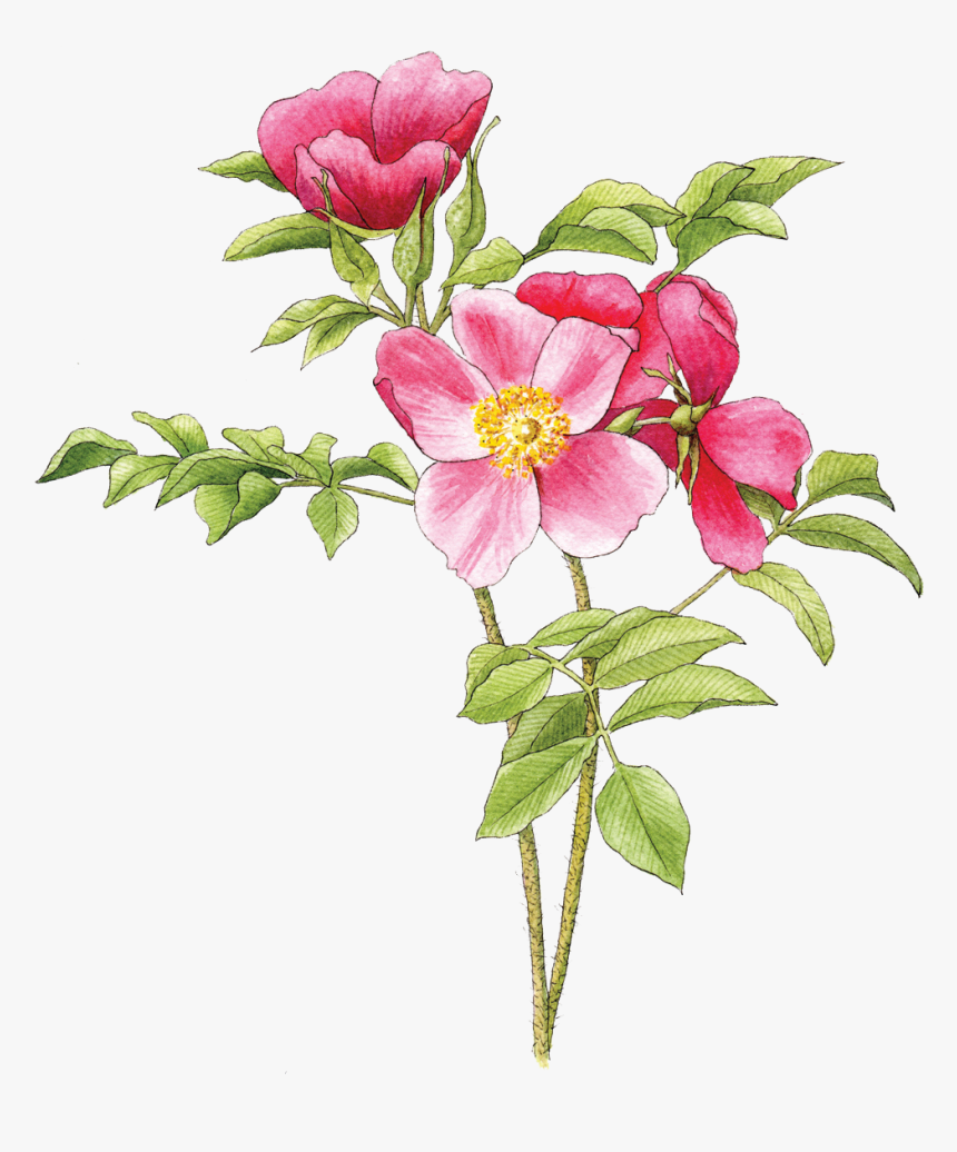 Illustration By Helen Krayenhoff - Rosa Rugosa Illustration, HD Png Download, Free Download