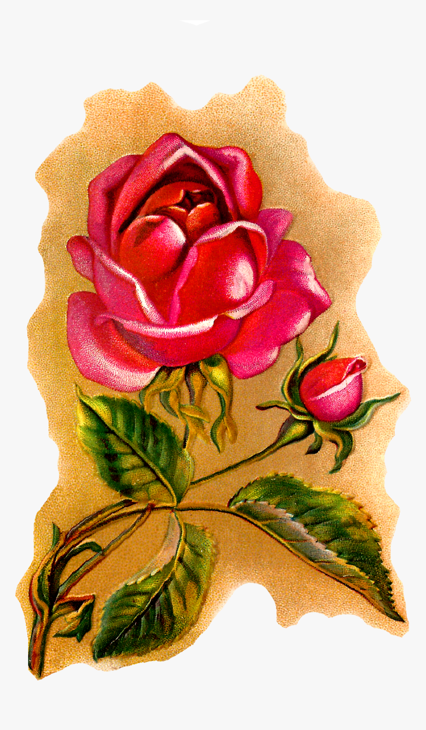 Flower Rose Illustration Vintage Art - Garden Roses, HD Png Download, Free Download