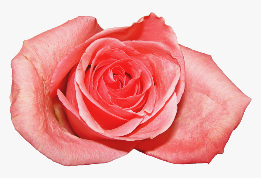 Garden Roses, HD Png Download, Free Download