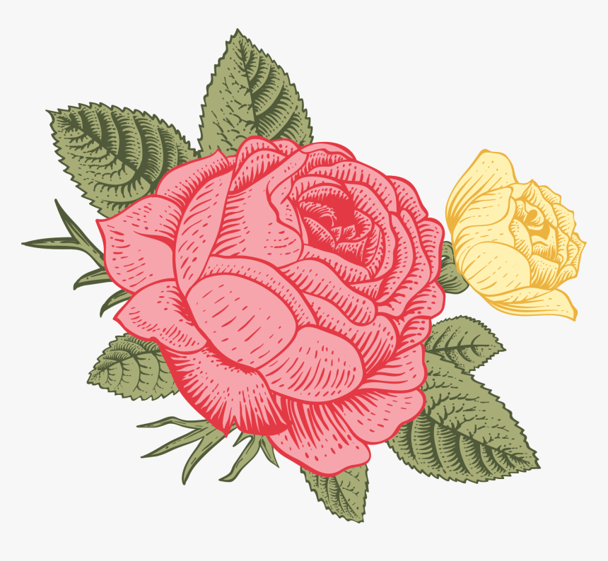 Garden Roses, HD Png Download, Free Download