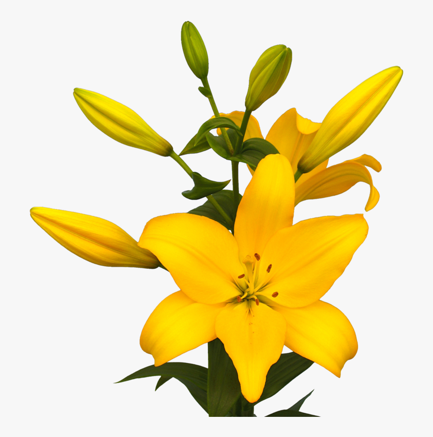 Lily La Hybrid Beau Soleil , Png Download - Lilium Beau Soleil, Transparent Png, Free Download