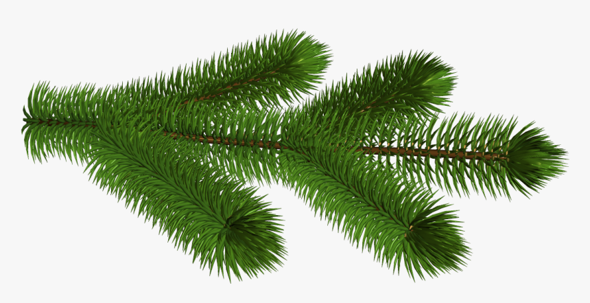 Transparent Pine Branch 3d Clipart Picture - Pine Tree Branch Transparent Background, HD Png Download, Free Download