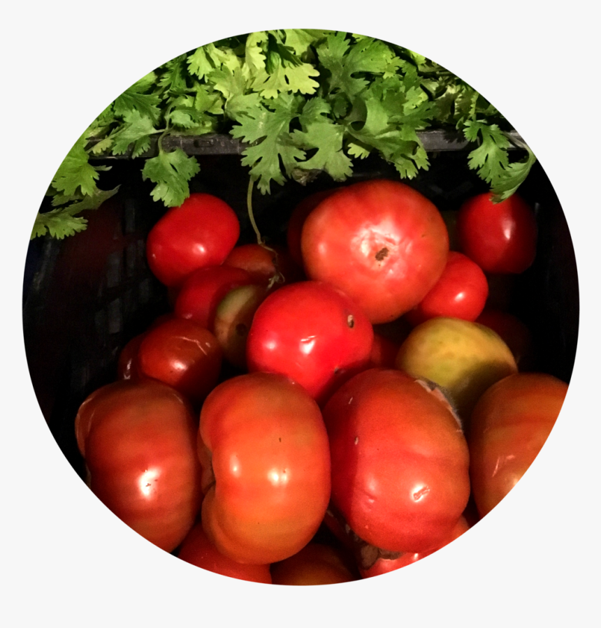 1 - Bush Tomato, HD Png Download, Free Download