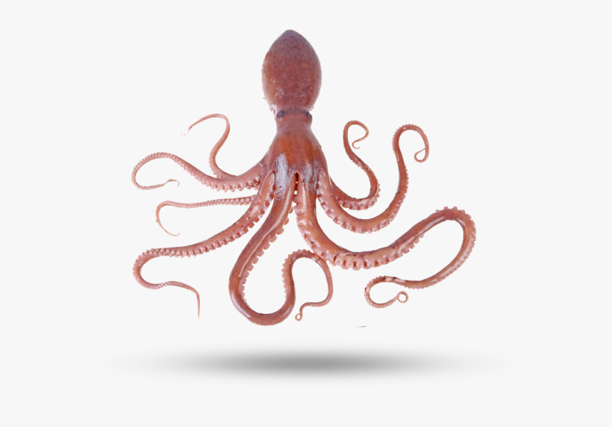 Octopus - Octopus Ko Hindi Me Kya Kehte Hain, HD Png Download, Free Download