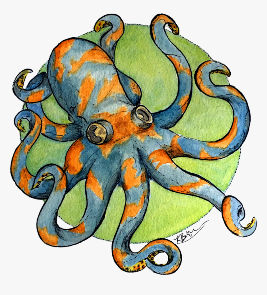 Octopus, HD Png Download, Free Download