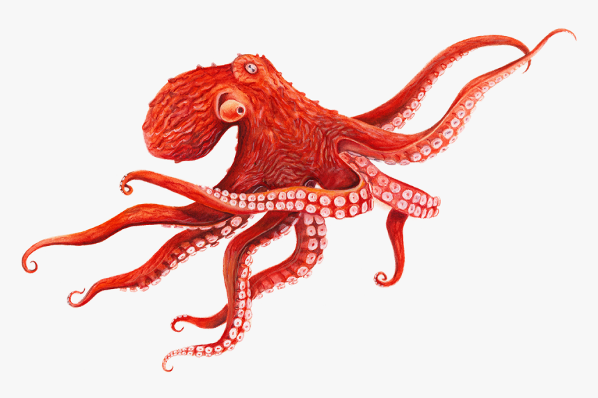 Octopus Transparent Background - Giant Pacific Octopus Drawing, HD Png Download, Free Download