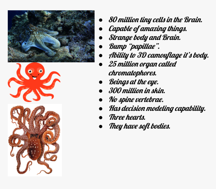 Octopus, HD Png Download, Free Download