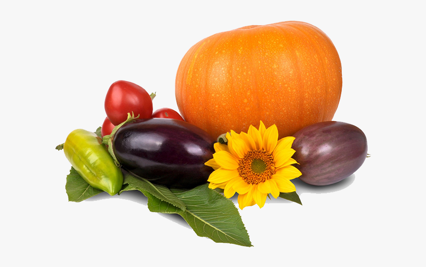 Thanksgiving Pumpkin Png Image - Fruit And Vegetables Free Transparent Background, Png Download, Free Download