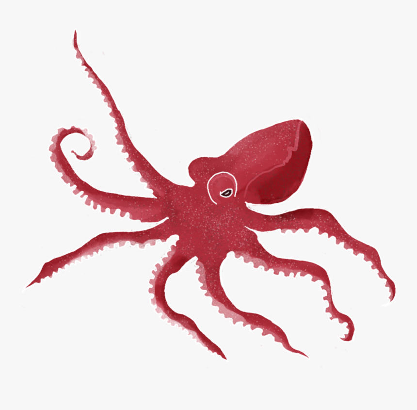 Octopus, HD Png Download, Free Download