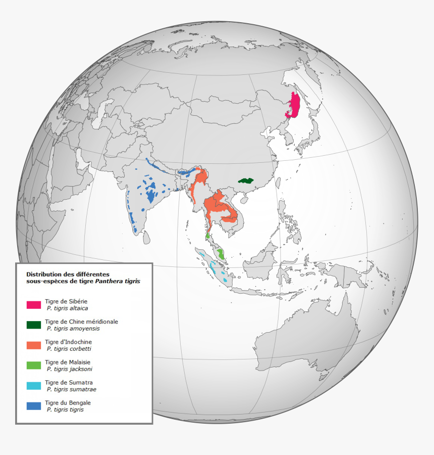 Panthera Tigris Distribution - Panthera Tigris Altaica Map Range, HD Png Download, Free Download