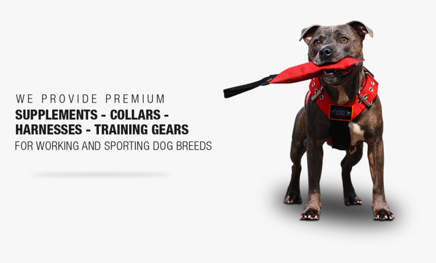 Pet Harness , Png Download - Extreme Dog Gear, Transparent Png, Free Download