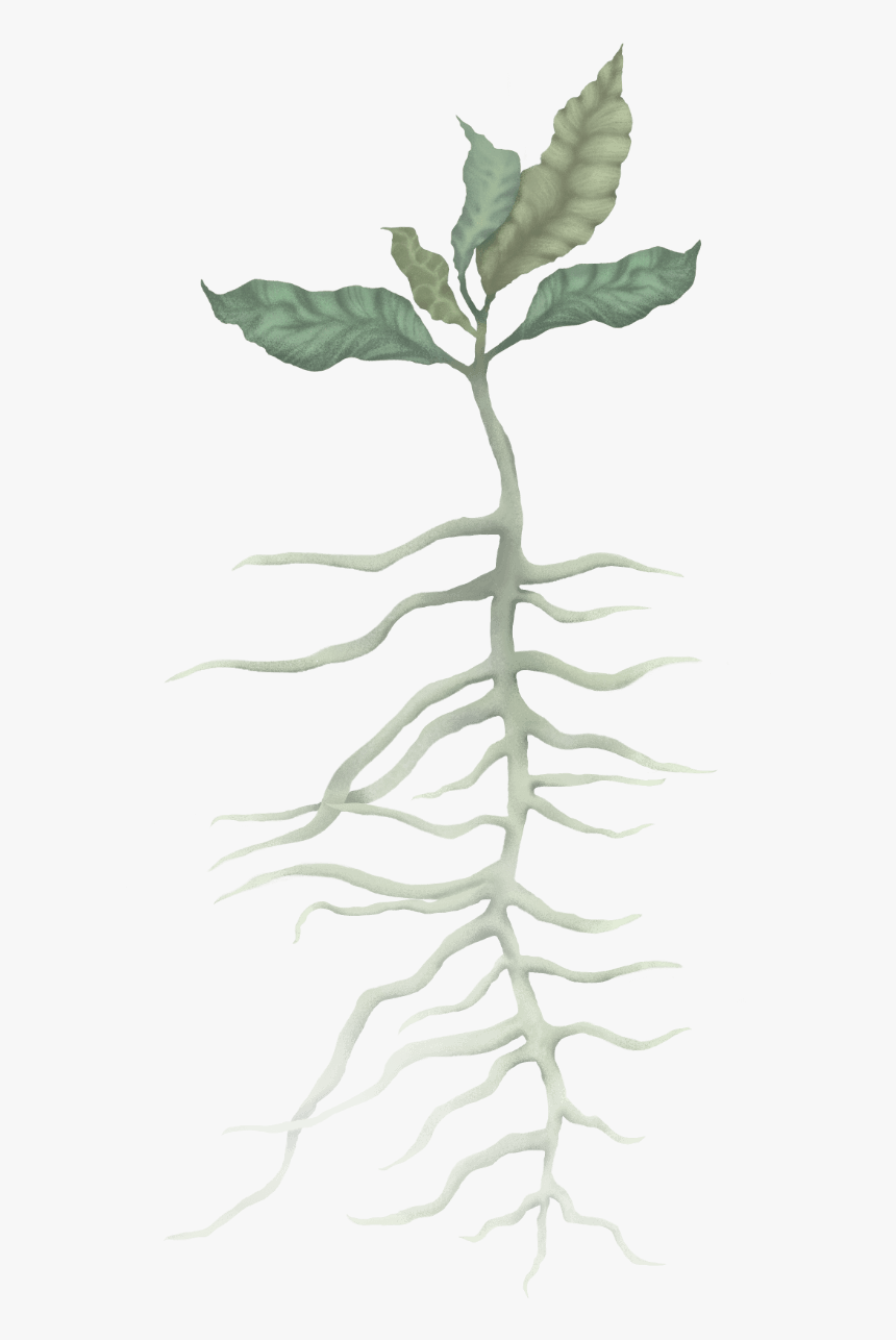 Root, HD Png Download, Free Download