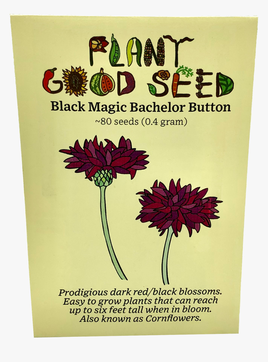 Black Magic Bachelor Button - English Marigold, HD Png Download, Free Download