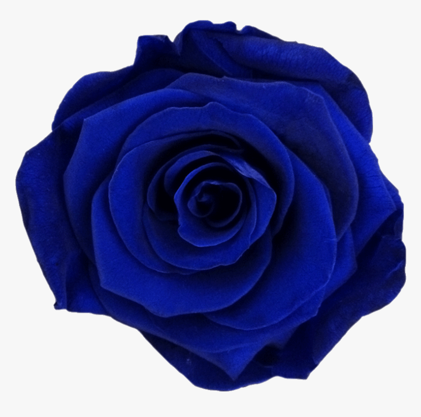 Dark Blue Flower Png , Png Download - Blue Rose, Transparent Png, Free Download