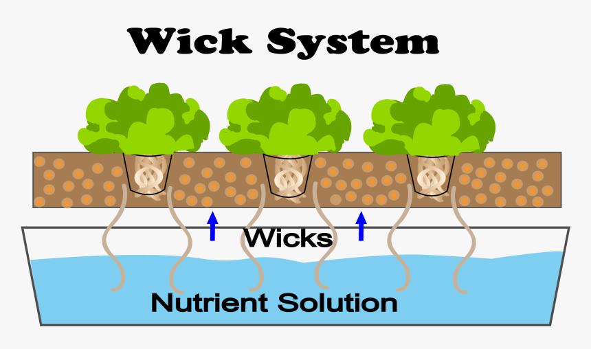 This Is A Diagram Of A Wick Hydroponic System - Diagram Wick System Hydroponics, HD Png Download, Free Download