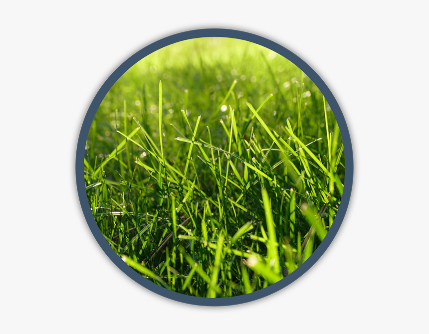 Lawn, HD Png Download, Free Download