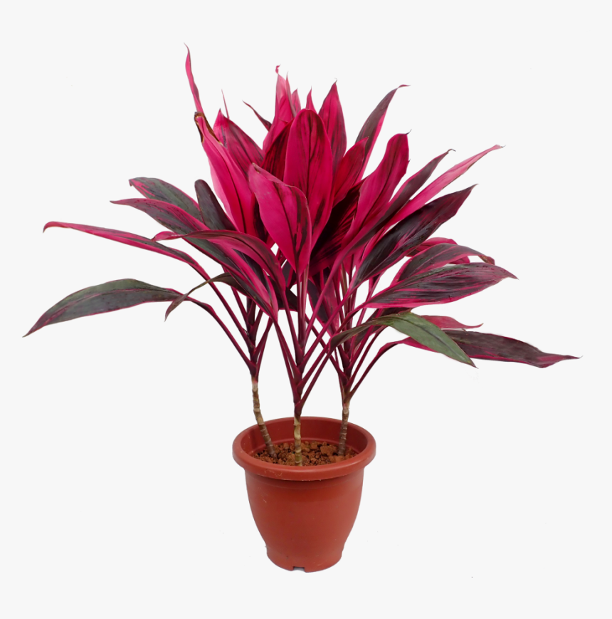 Houseplant, HD Png Download, Free Download