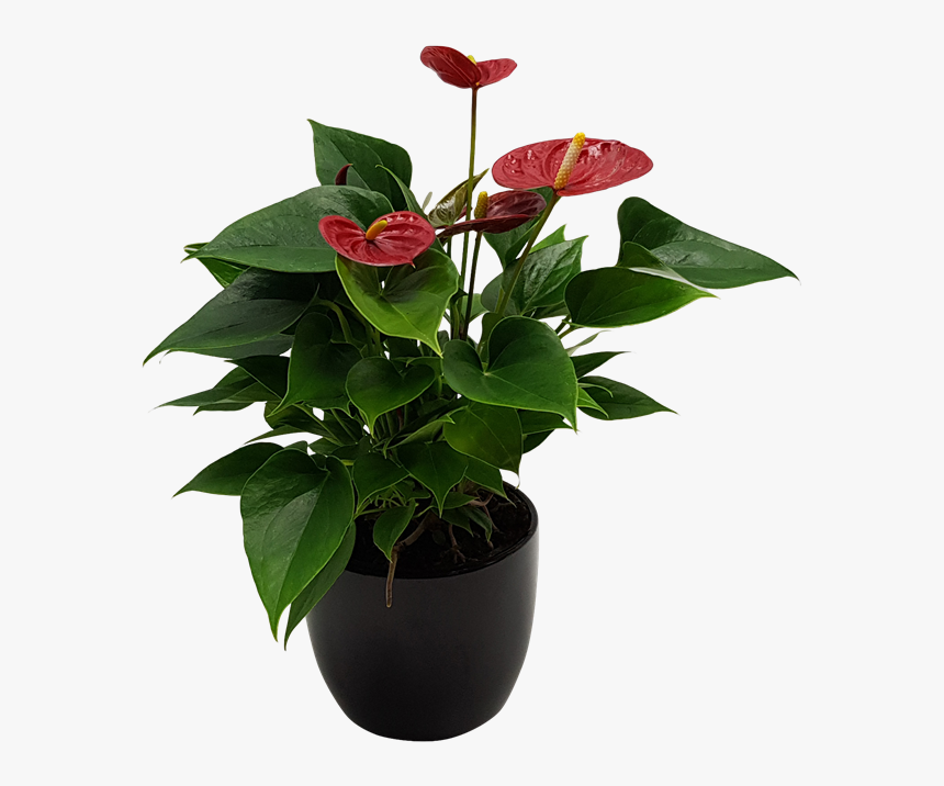 Flowerpot, HD Png Download, Free Download