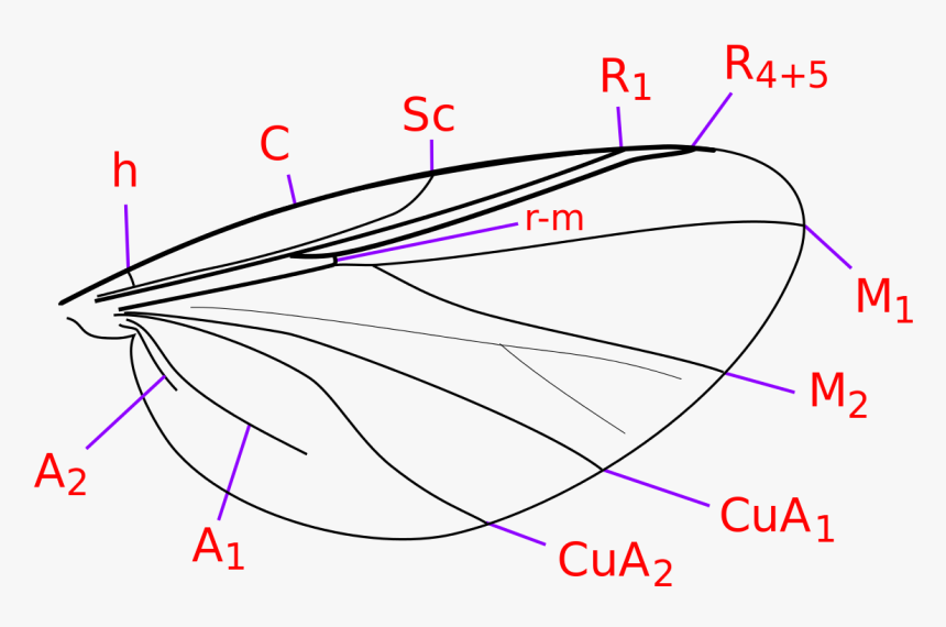 Simuliidae Wings, HD Png Download, Free Download