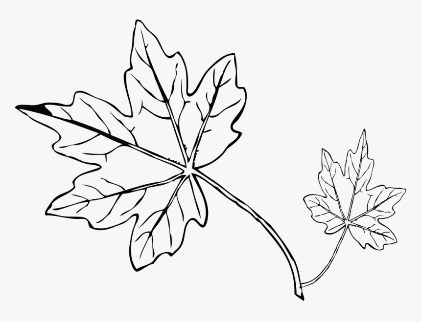 Papaya Leaf Black And White, HD Png Download, Free Download