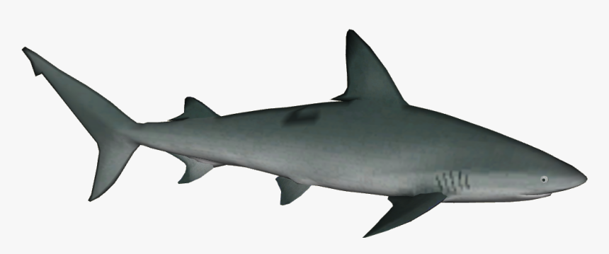 Sandbar Shark Tiger Shark Bull Shark Great White Shark - Great White Shark Gif Png, Transparent Png, Free Download