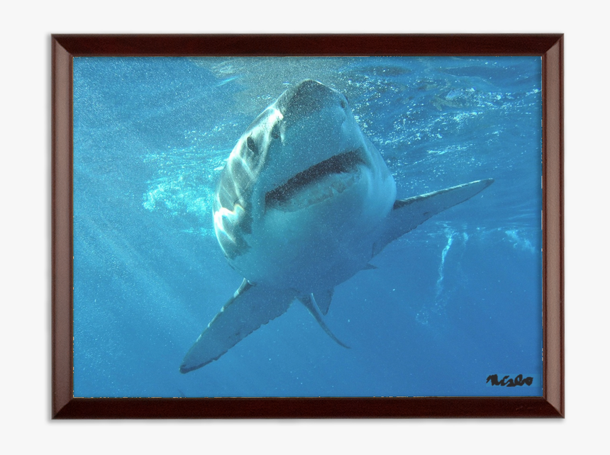 Bull Shark Png, Transparent Png, Free Download