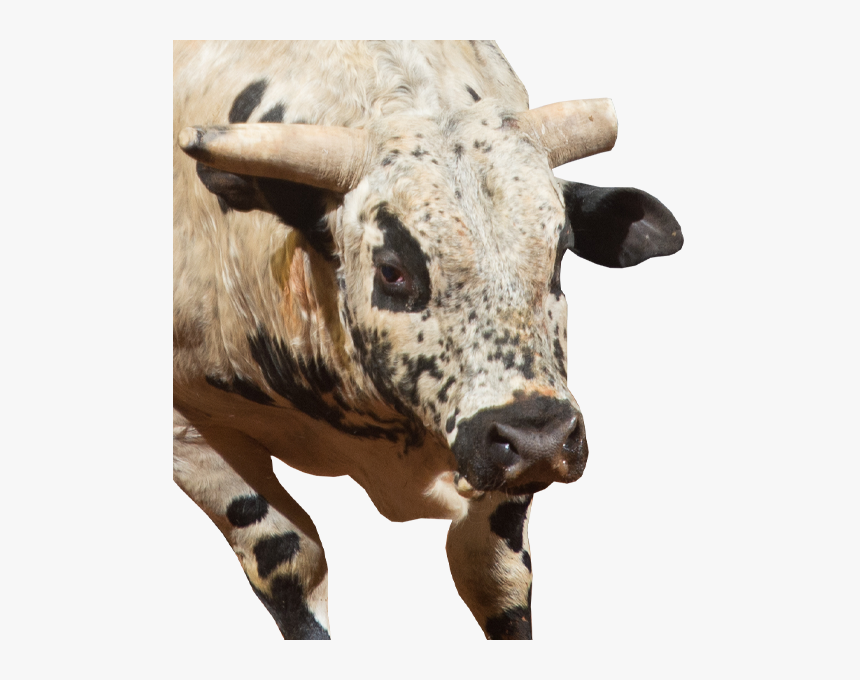 Shark Bait - Texas Longhorn, HD Png Download, Free Download