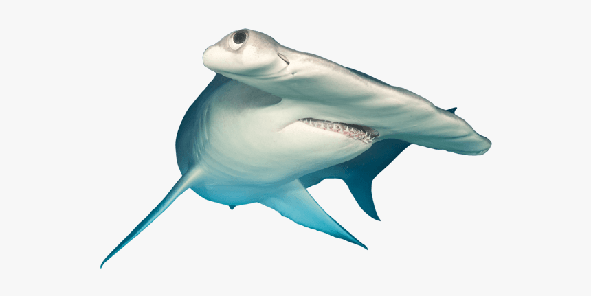 Tiger Shark, HD Png Download, Free Download