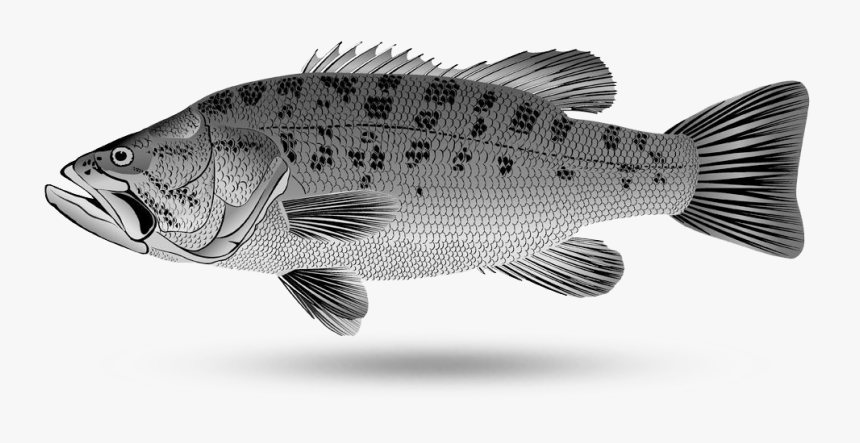 Black Bass New - Trout, HD Png Download, Free Download