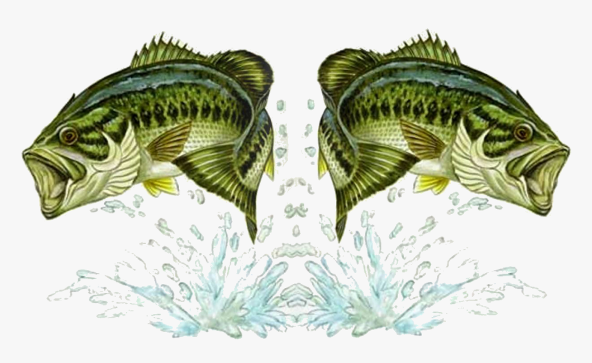Bass To Bass No Bkgrd Pd2mpng - Largemouth Bass, Transparent Png, Free Download