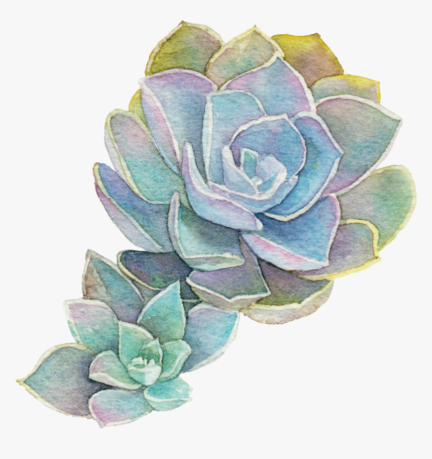 Transparent Background Watercolor Succulent Png, Png Download, Free Download