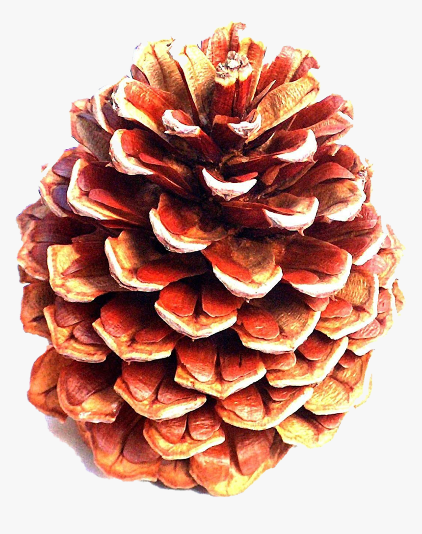 Pinecone Png Clipart - Pine Cones, Transparent Png, Free Download