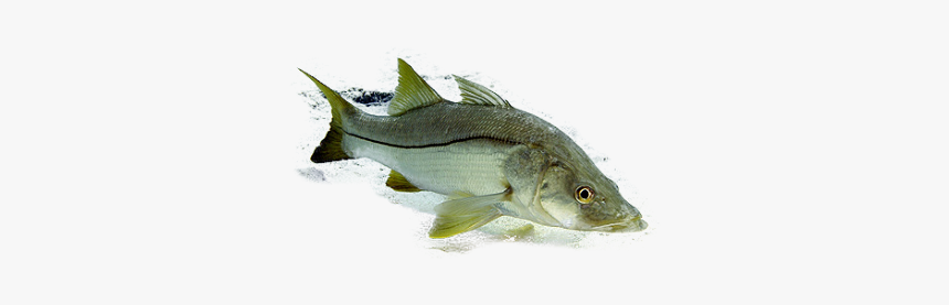 Northern Largemouth Bass, HD Png Download, Free Download