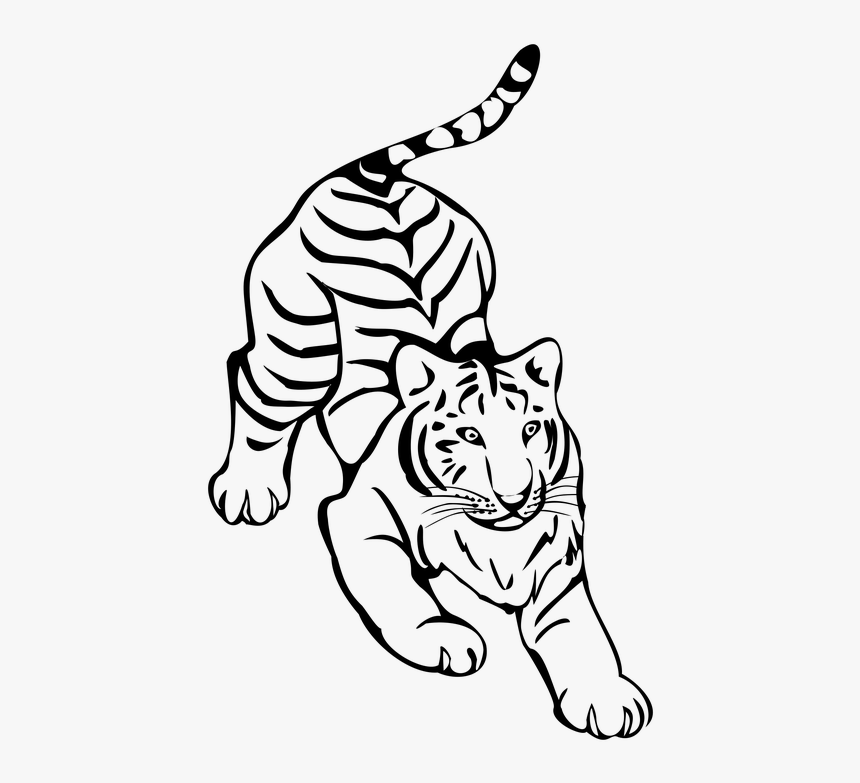 Tiger Png Clipart Png - Tiger Line Drawing Png, Transparent Png, Free Download