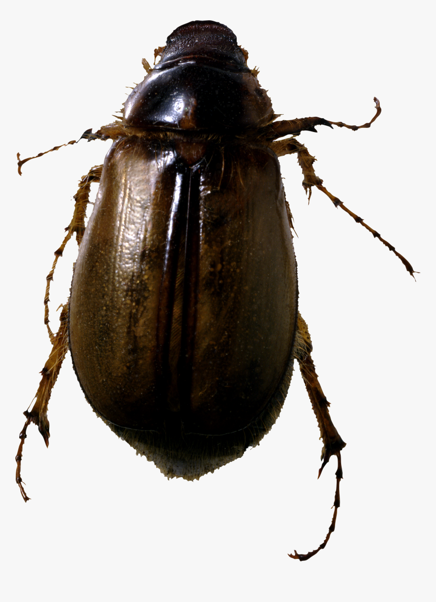 Bugs Png, Transparent Png, Free Download