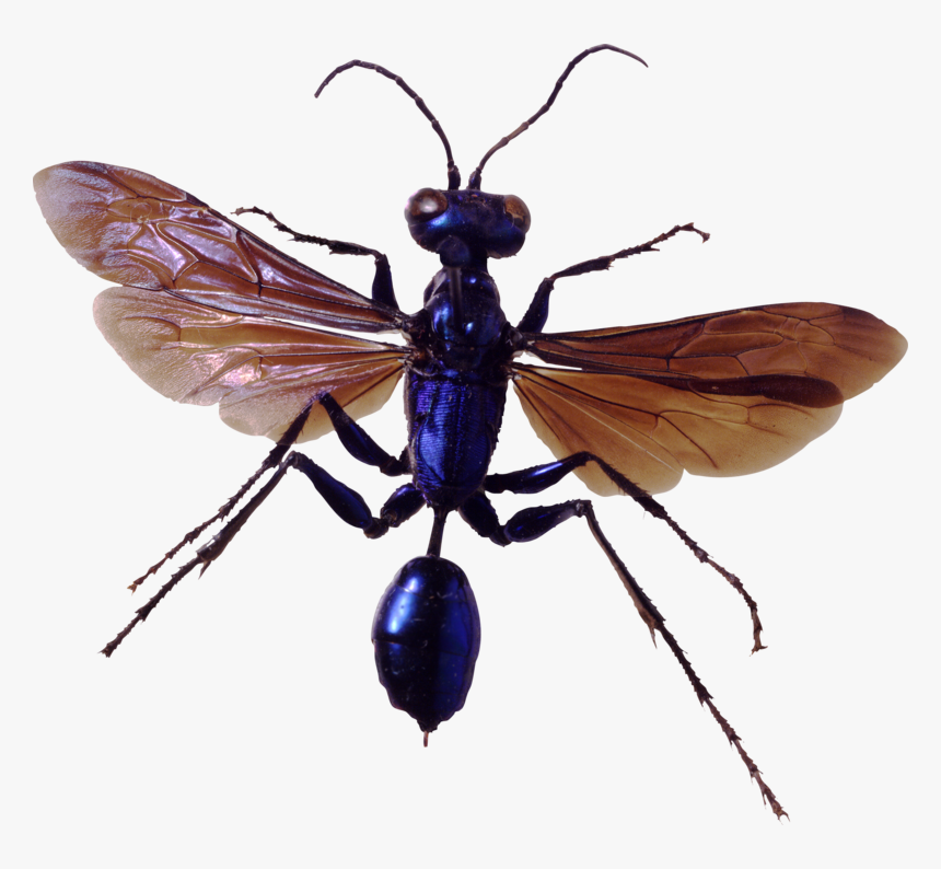 Bug Png Image, Download Png Image With Transparent - Bugs Png, Png Download, Free Download