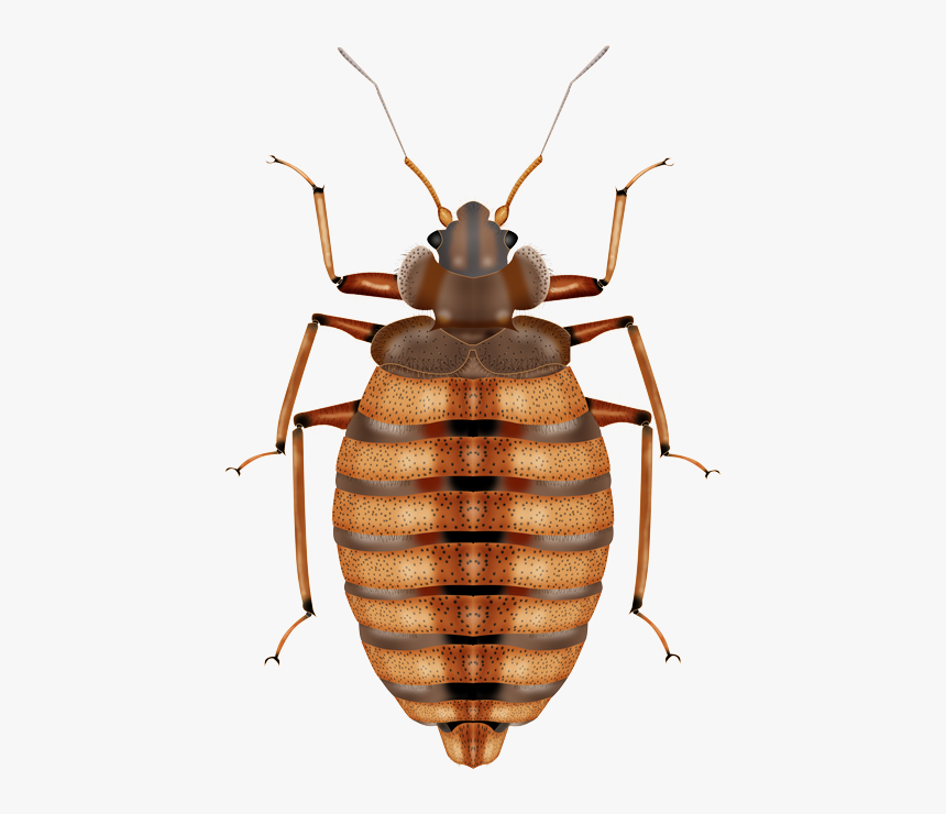 Bed Bug Png Transparent Image - Bed Bug Without Background, Png Download, Free Download