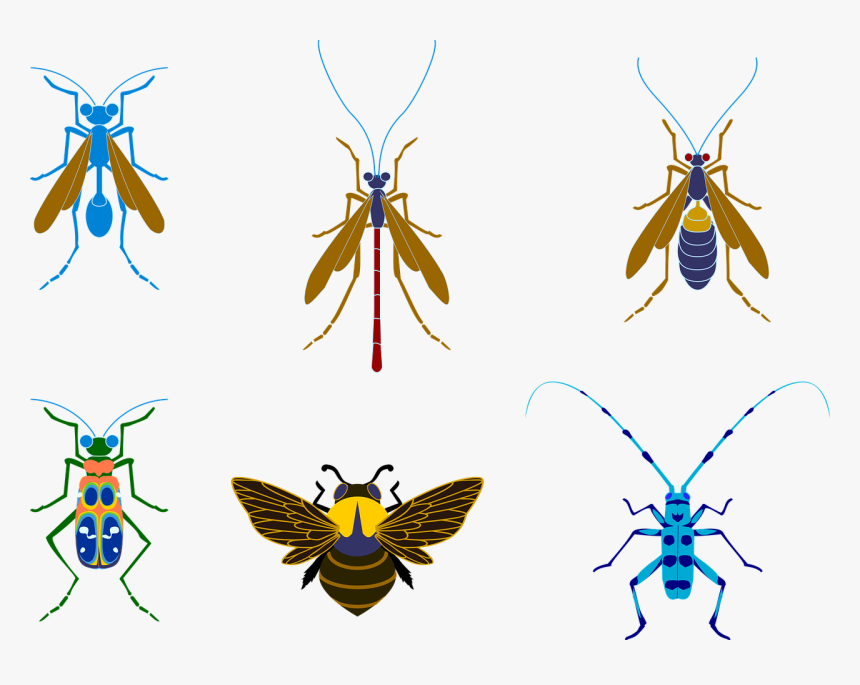 Bee, HD Png Download, Free Download