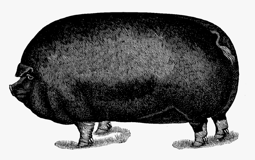 Pig Image Illustration Animal Download - Hippopotamus, HD Png Download, Free Download