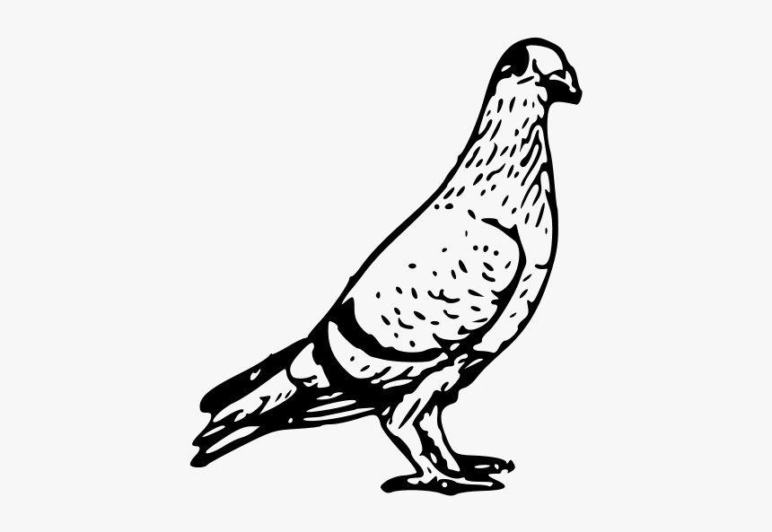 Pigeon 3 Png Images - Pigeon Black And White, Transparent Png, Free Download