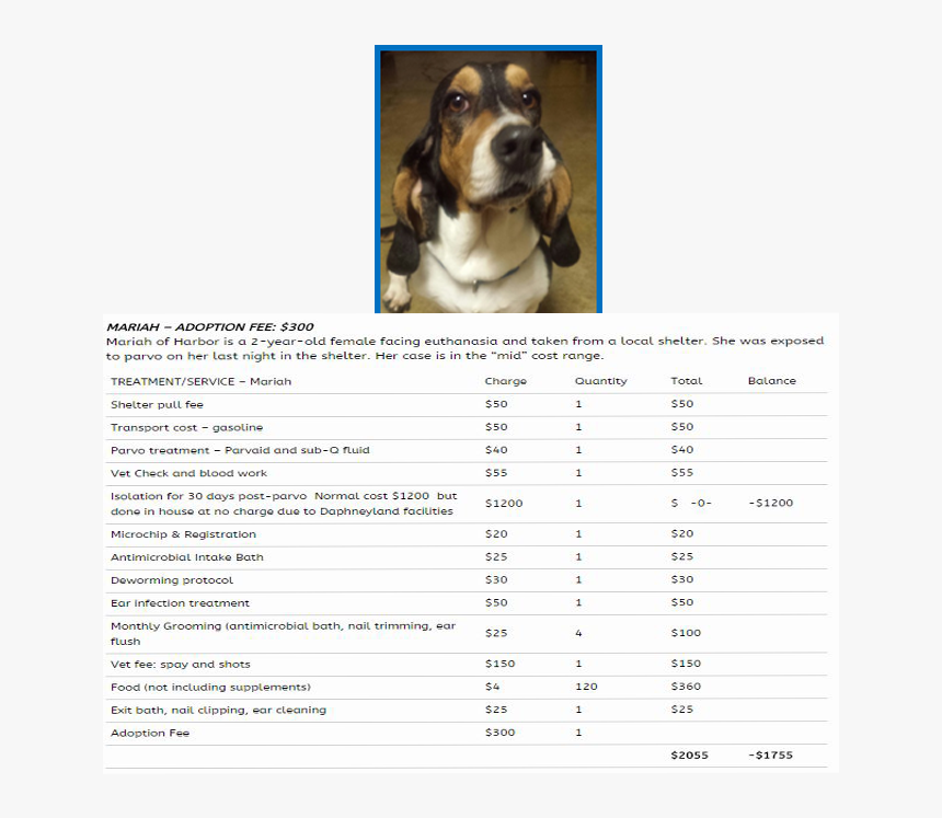 Basset Hound , Png Download - Basset Hound, Transparent Png, Free Download