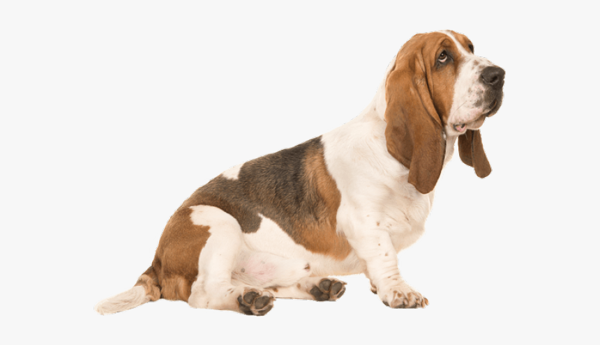 Basset Hound Png Transparent Images - Basset Hound Png, Png Download, Free Download