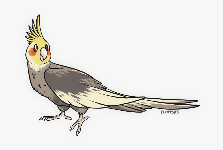 I Drew A Birb - Cockatiel, HD Png Download, Free Download