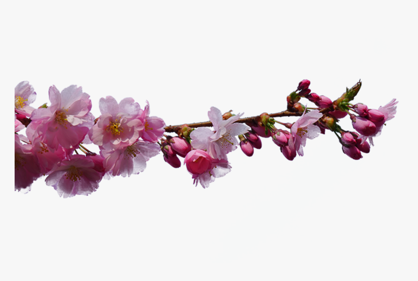 Cherry Blossom, HD Png Download, Free Download