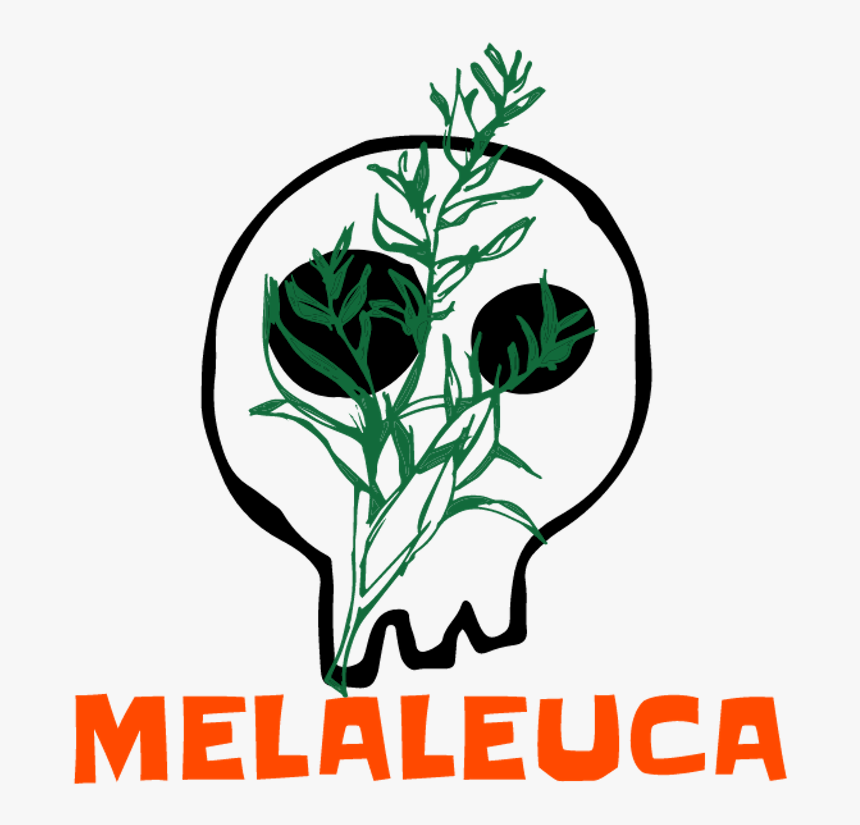Melaleuca - Illustration, HD Png Download, Free Download