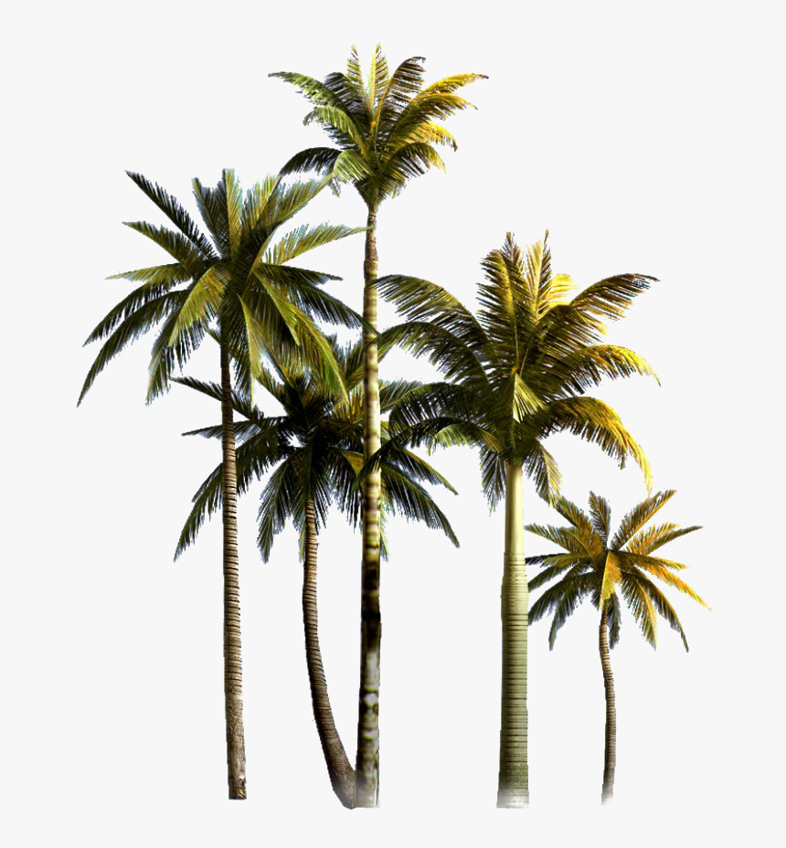 Coconut Tree Png Image File - Coconut Tree Background Png, Transparent Png, Free Download